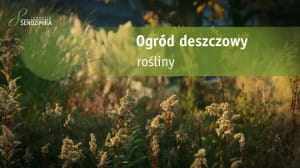 Ogród deszczowy: Rośliny