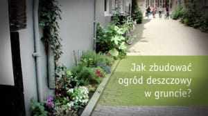 Ogród deszczowy: Jak zbudować ogród deszczowy w gruncie?