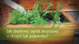 Ogród deszczowy: Jak zbudować ogród deszczowy w skrzyni lub pojemniku?